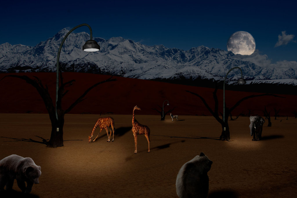 Desert Night