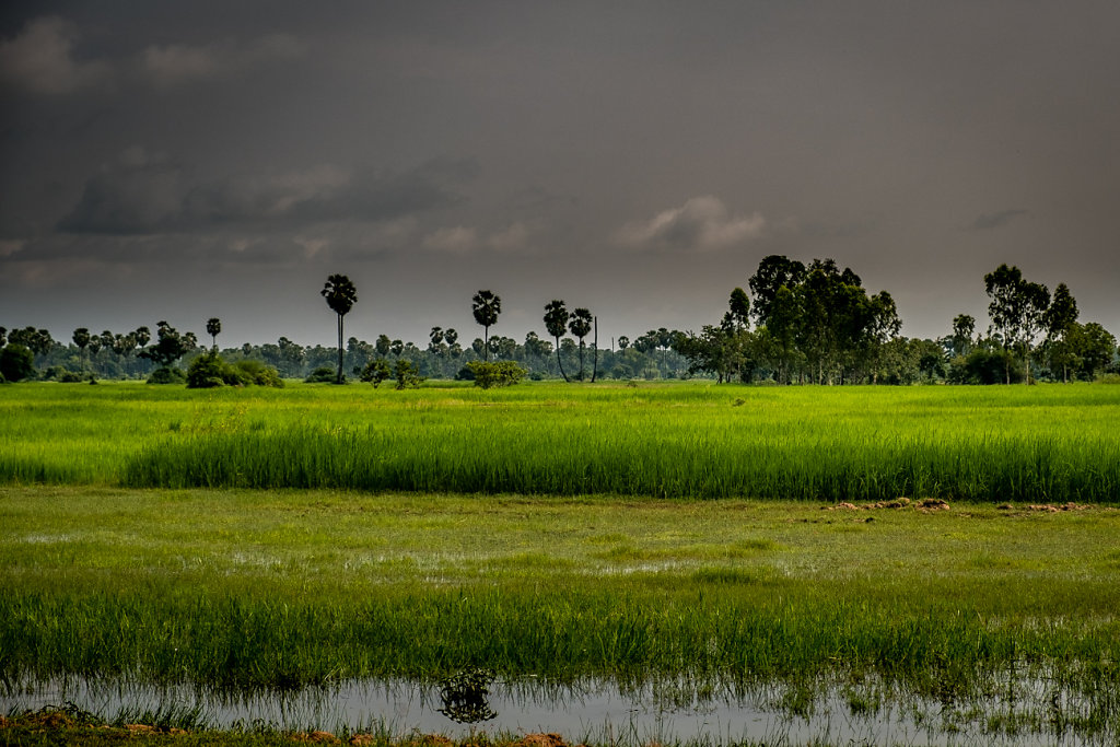 Cambodia-Rice-Filed