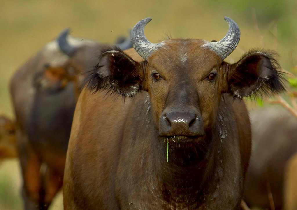buffalo