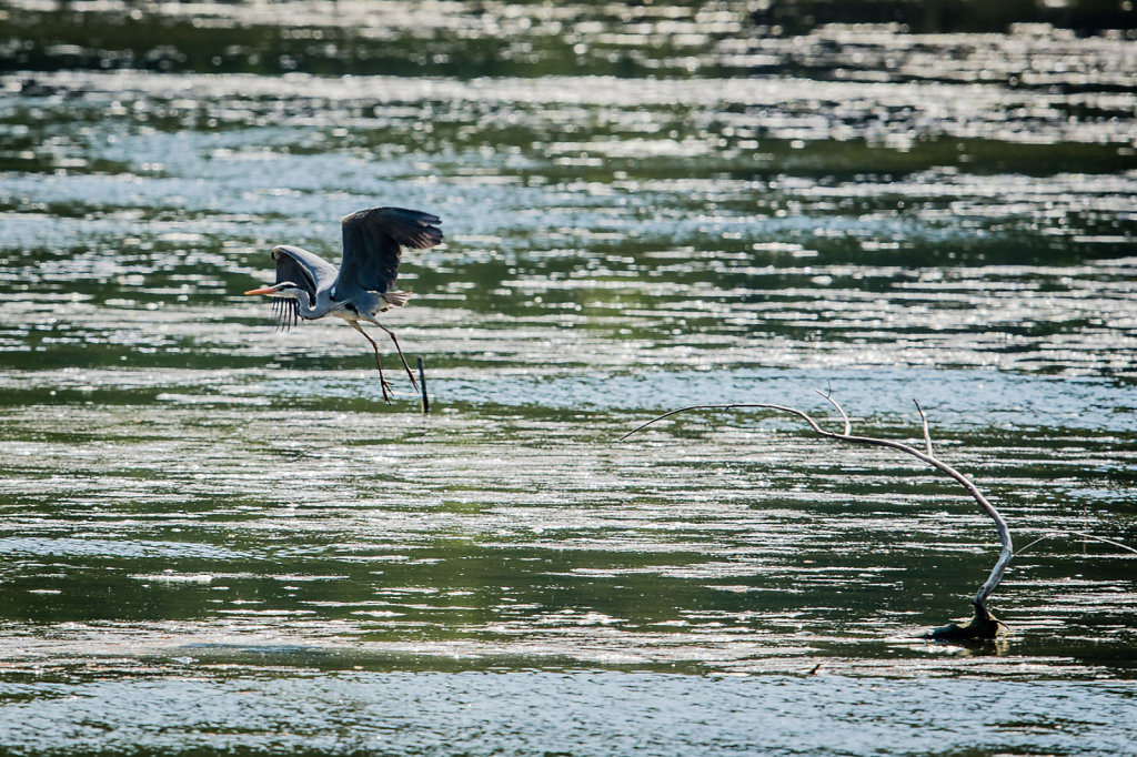 Kuehkopf-Birds-4-von-9.jpg