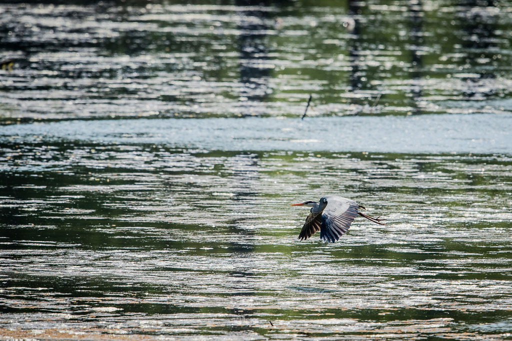 Kuehkopf-Birds-5-von-9.jpg