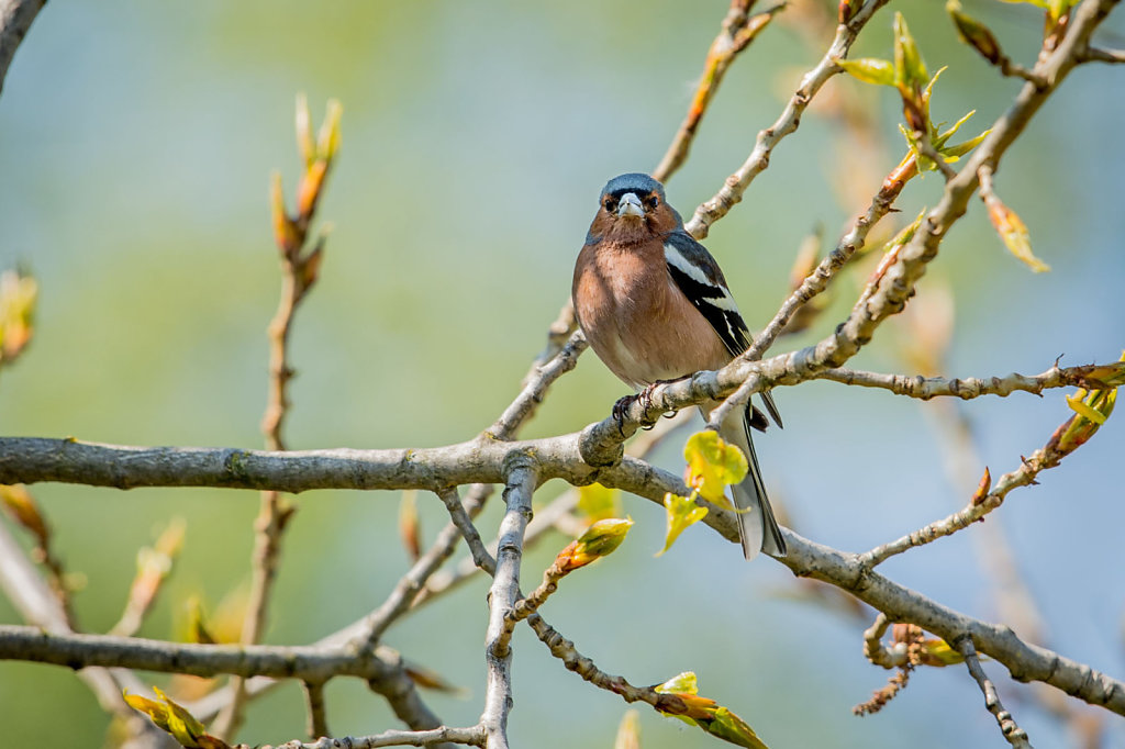 Kuehkopf-Birds-1-von-9.jpg