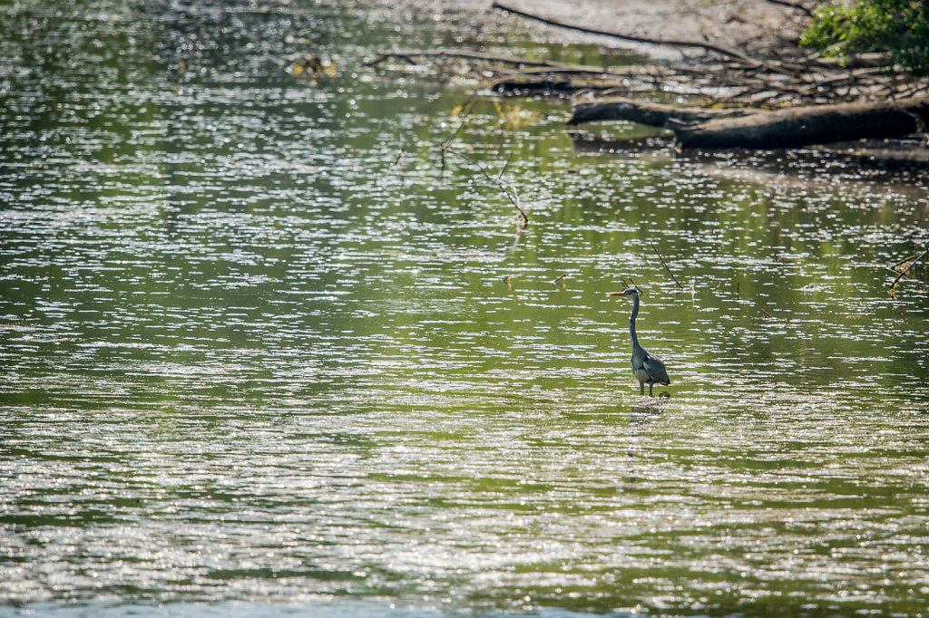 Kuehkopf-Birds-3-von-9.jpg