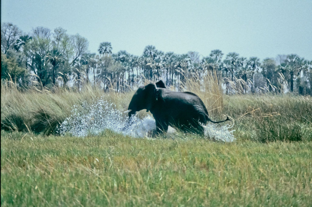 Botswana-Safari-007.jpg