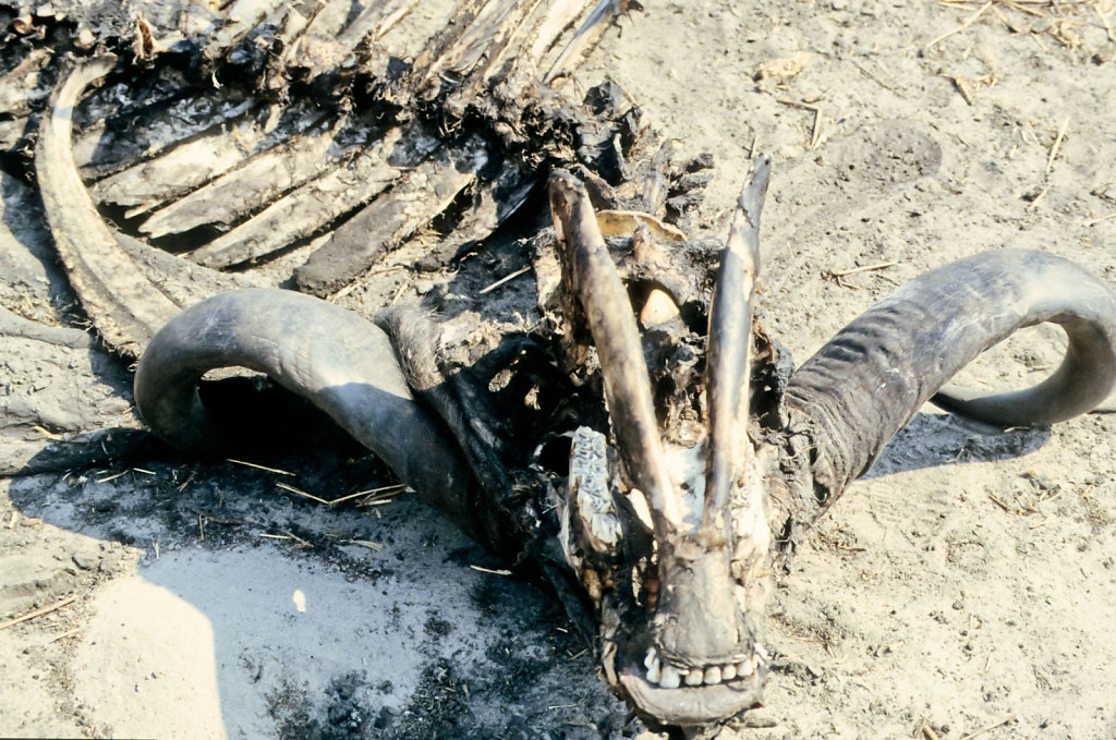 Botswana-Safari-011.jpg