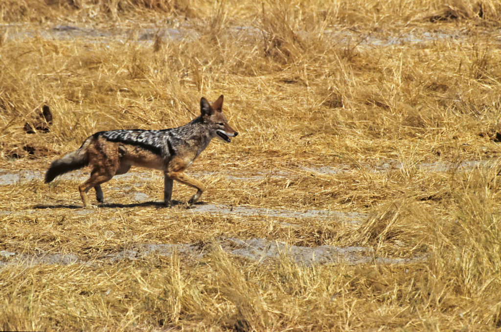 Botswana-Safari-012.jpg