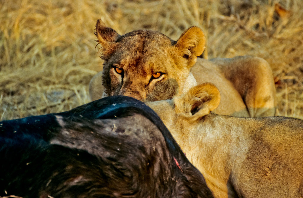 Botswana-Safari-014.jpg