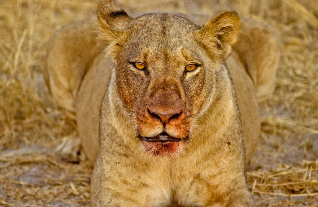 Botswana-Safari-016.jpg
