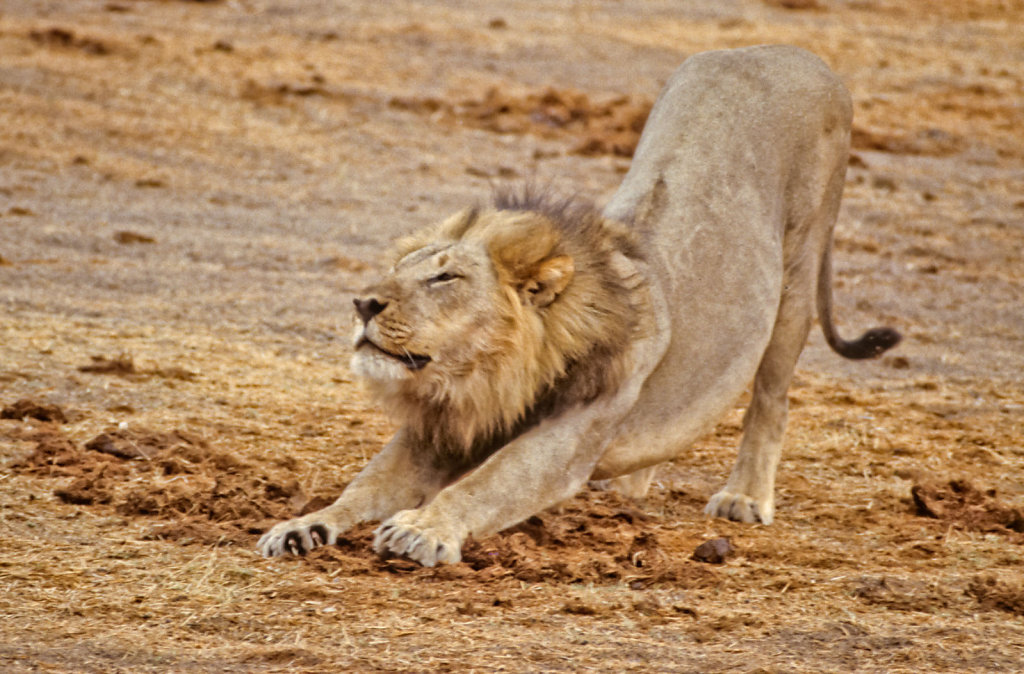 Botswana-Safari-020.jpg