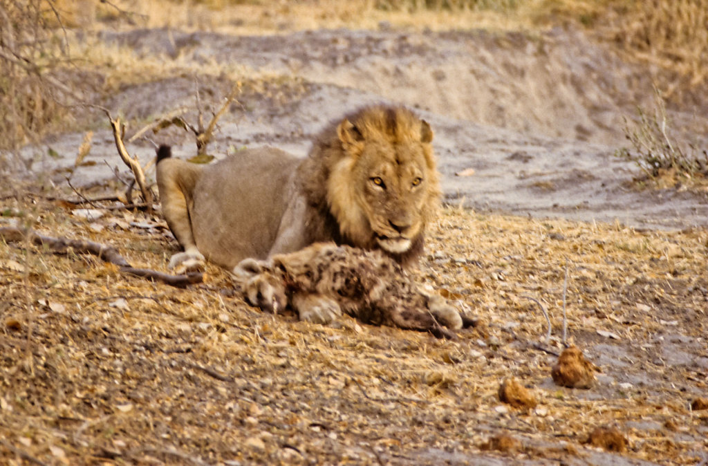 Botswana-Safari-021.jpg