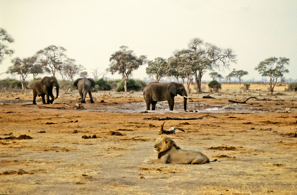Botswana-Safari-023.jpg