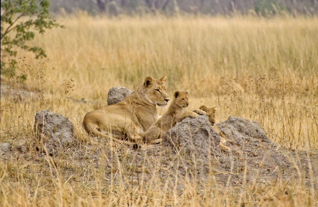 Botswana-Safari-025.jpg