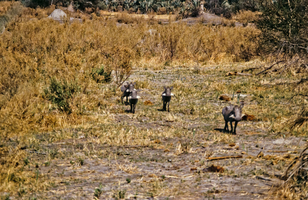 Botswana-Safari-030.jpg
