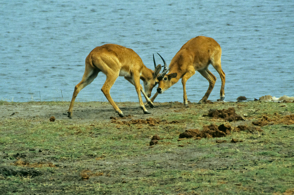 Botswana-Safari-002.jpg