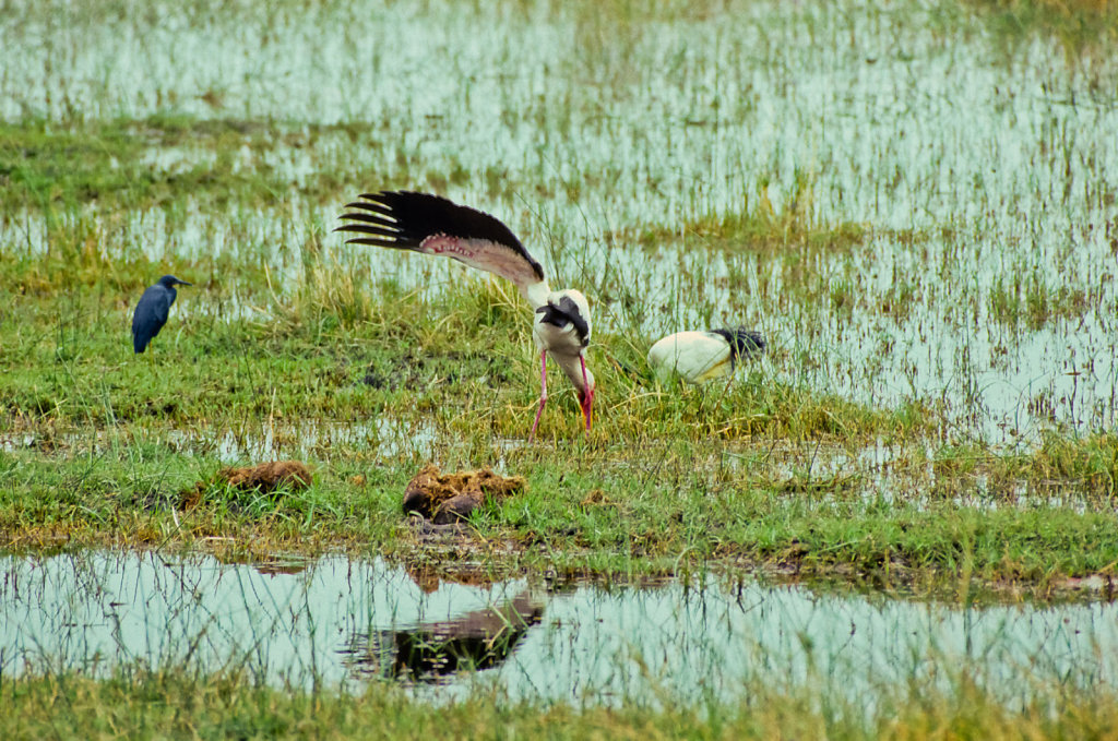 Botswana-Safari-005.jpg