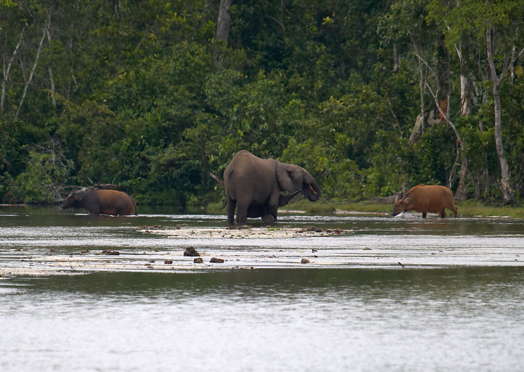 Congo-0336-07112005-07-13-36.jpg