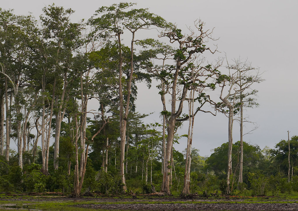 Congo-0357-07112005-07-36-44.jpg