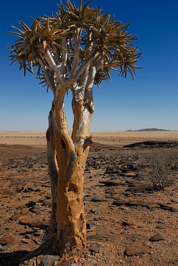 Namibia-03052007-10-14-15-D200-201382-p1.jpg