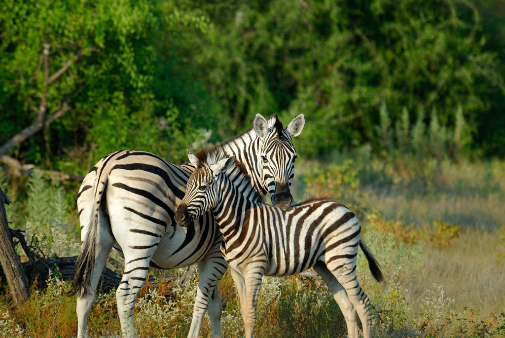 Namibia-25042007-11-11-50-D200-200090-p1.jpg