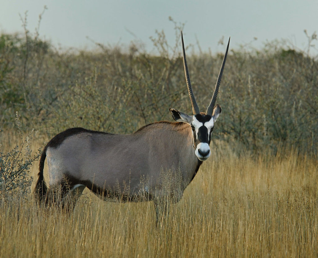 Namibia-25042007-11-55-31-D200-200142-p1.jpg