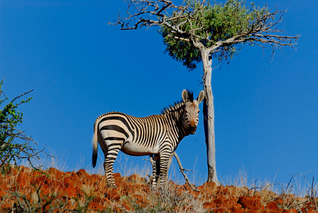 Namibia-29042007-03-25-34-D200-200691-p1.jpg