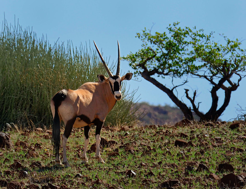 Namibia-29042007-04-23-52-D200-200742-p1.jpg