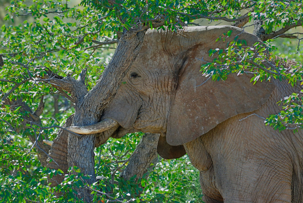 Namibia-30042007-04-27-03-D200-200880-p1.jpg