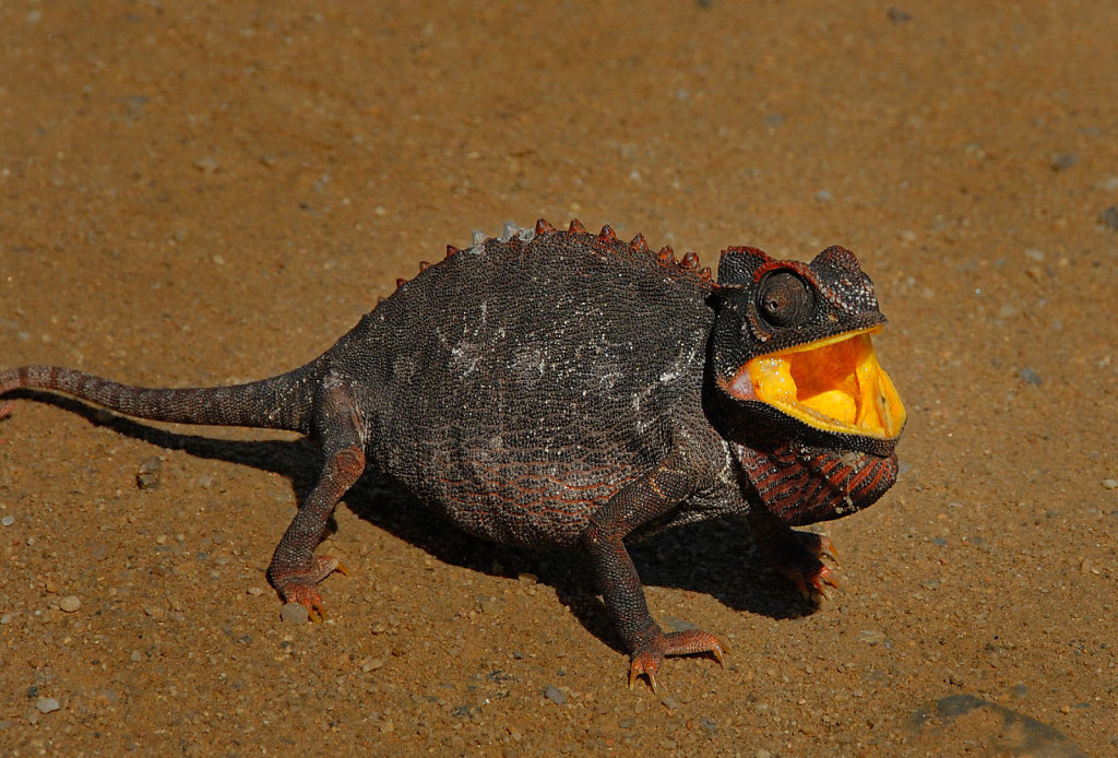 Namibia-01052007-11-11-14-D200-201269-p1.jpg