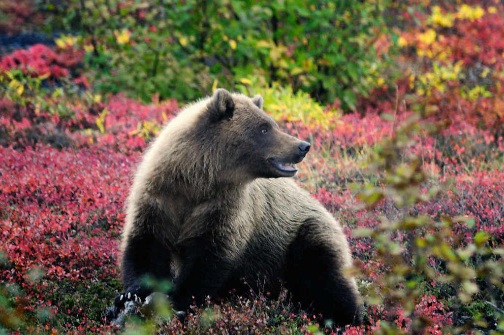 Yukon