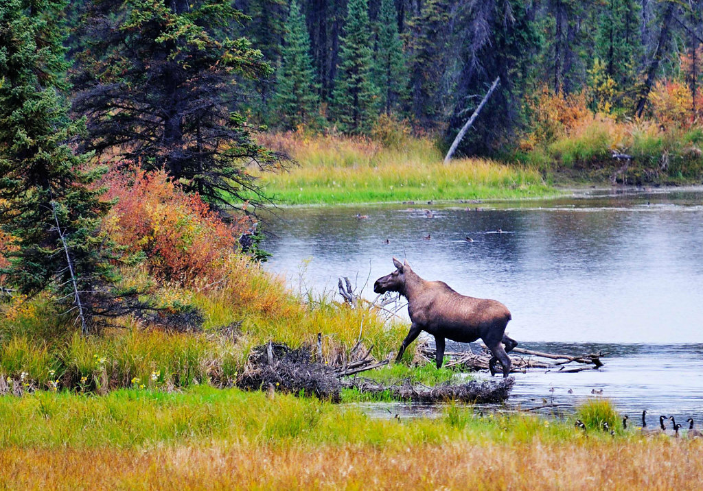 Yukon