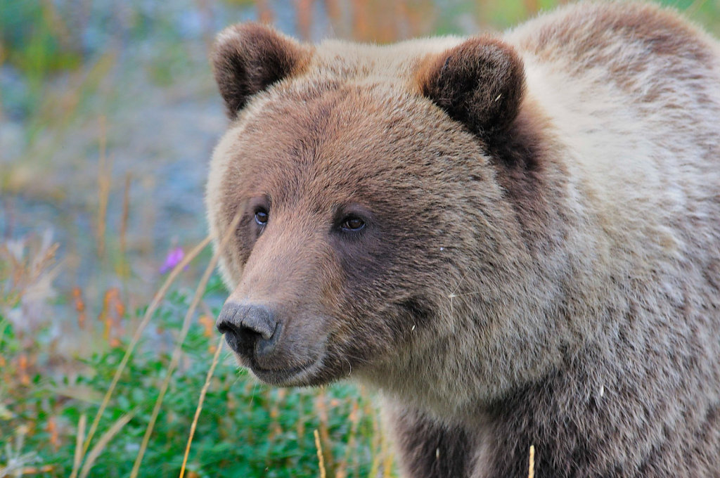 Yukon