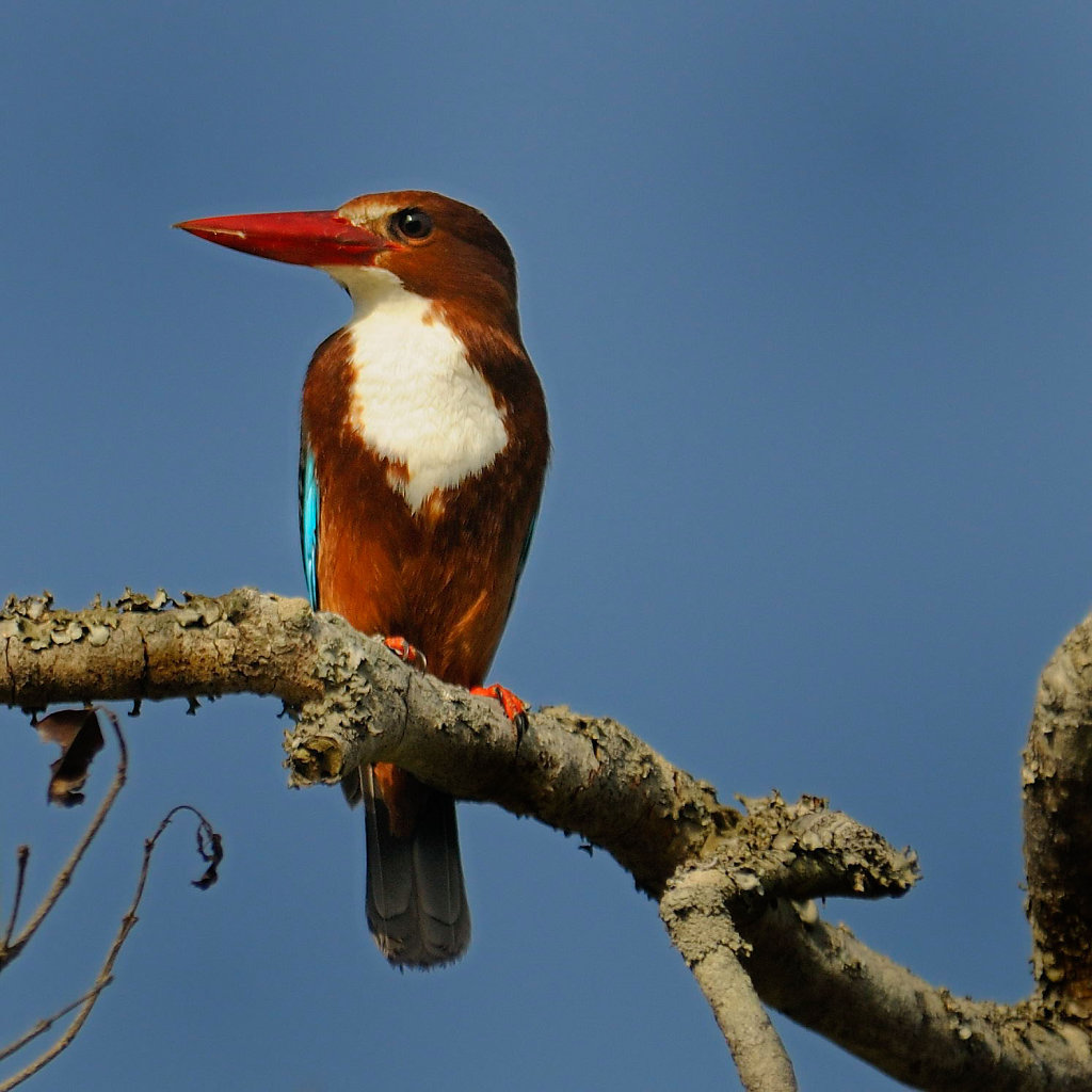 Indian Woodpecker