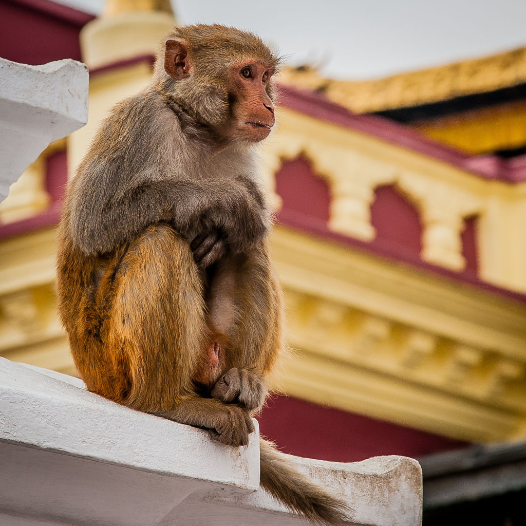 Temple Monkey