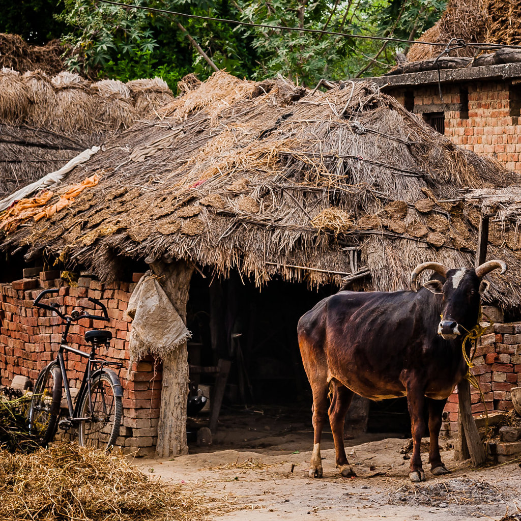 Cow and bike